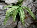 Asplenium ruta-muraria